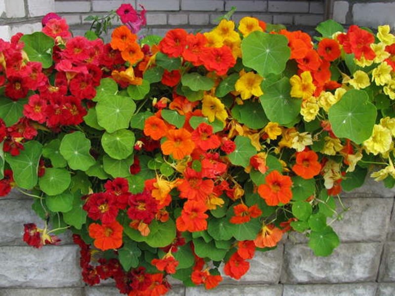 Настурция махровая Tropaeolum Nanum
