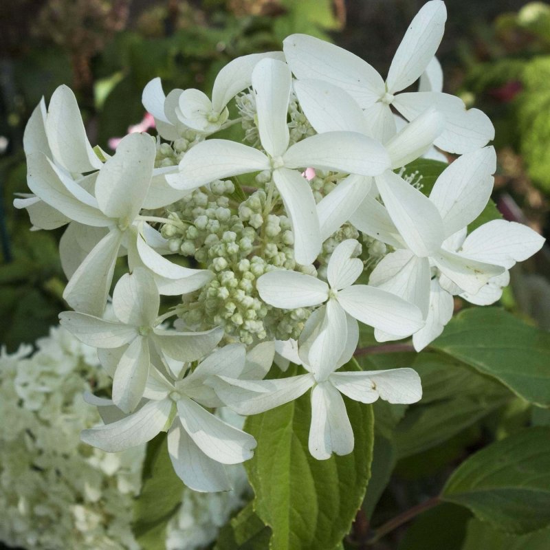 Гортензия метельчатая grandiflora