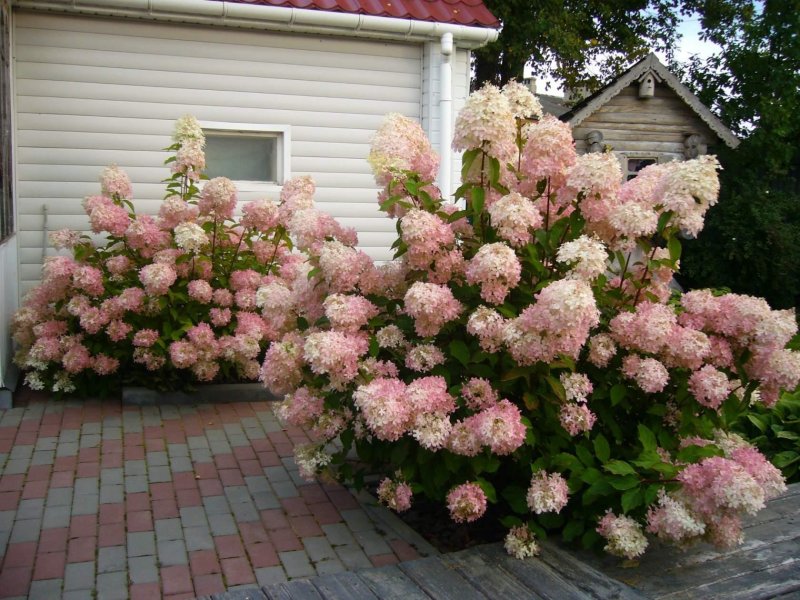 Гортензия метельчатая Лолли