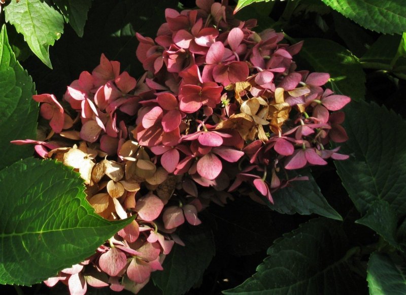 Гортензия метельчатая `Perle de Festival`