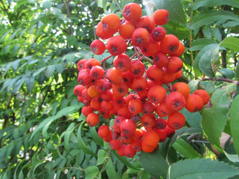 Sorbus aucuparia autumn Spire