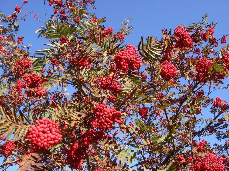 Рябина обыкновенная (Sorbus aucuparia edulis