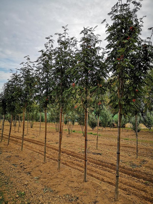 Рябина обыкновенная Asplenifolia