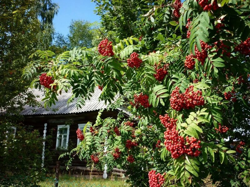 Рябина Тюрингская "Fastigiata"