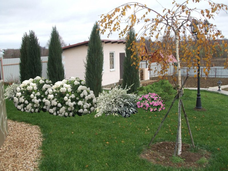 Калина бульденеж в ландшафте