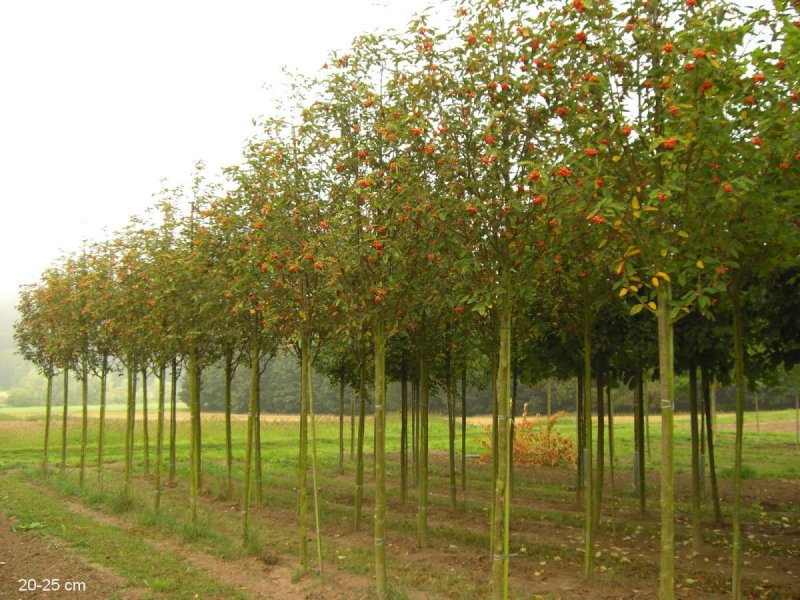 Рябина обыкновенная (Sorbus aucuparia l.)