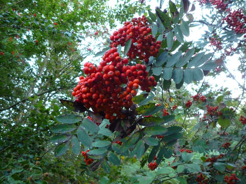 Дуб черешчатый Quercus Robur 'Fastigiata'