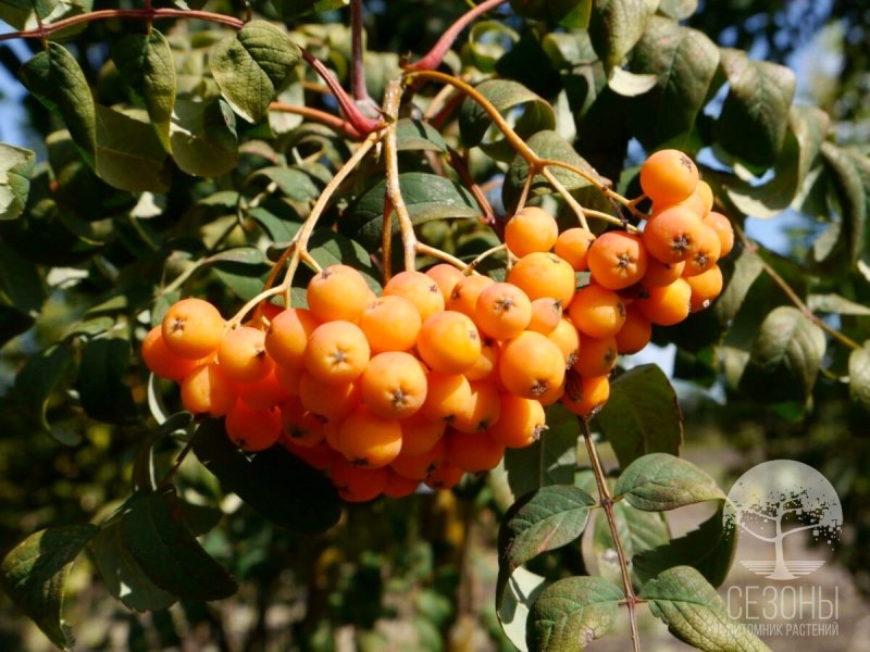 Рябина aucuparia 'edulis'