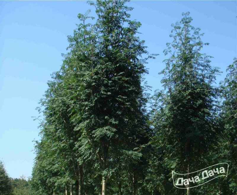 Sorbus vilmorinii 5/i h 140-160рябина