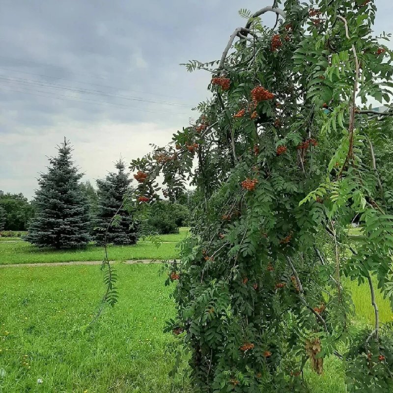 Рябина обыкновенная плакучая