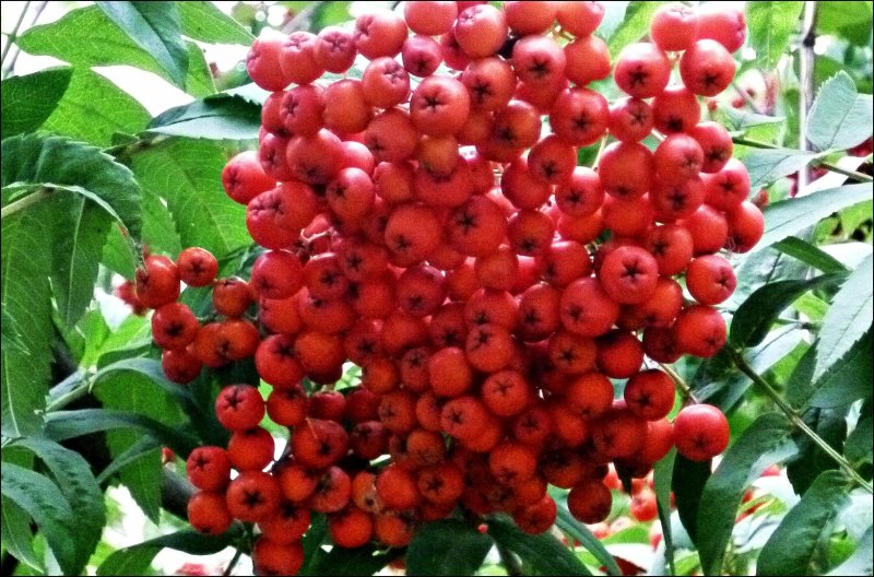 Sorbus aucuparia (рябина обыкновенная) 'Fastigiata'