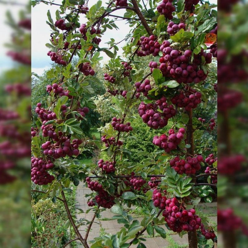 Sorbus aucuparia 'Rossica Major'