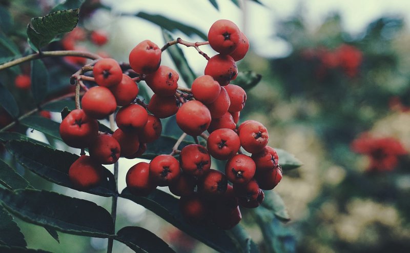 Рябина Тюрингская «Фастигиата» (Sorbus thuringiaca ‘Fastigiata’)
