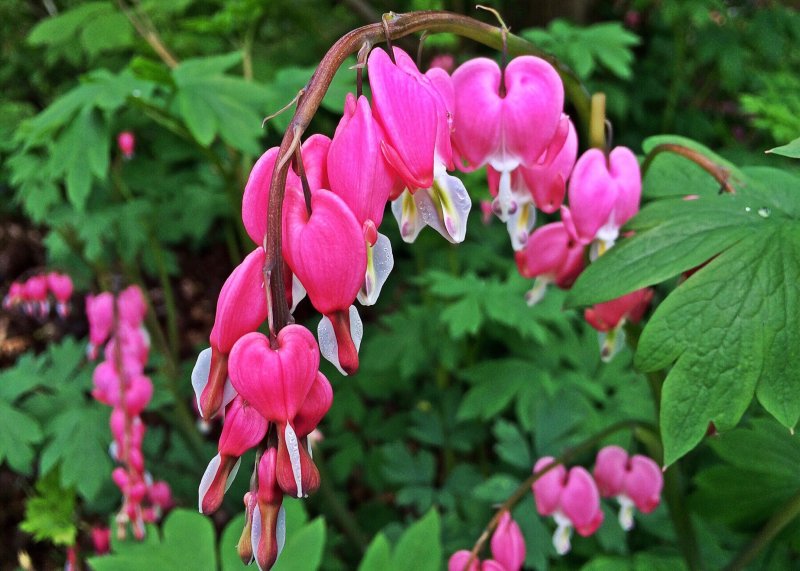 Дицентра Pink