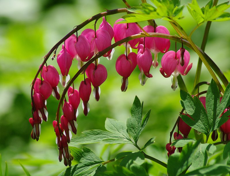 Дицентра великолепная (Dicentra spectabilis)