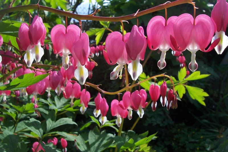 Дицентра spectabilis Pink