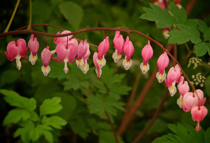 Дицентра Dicentra spectabilis