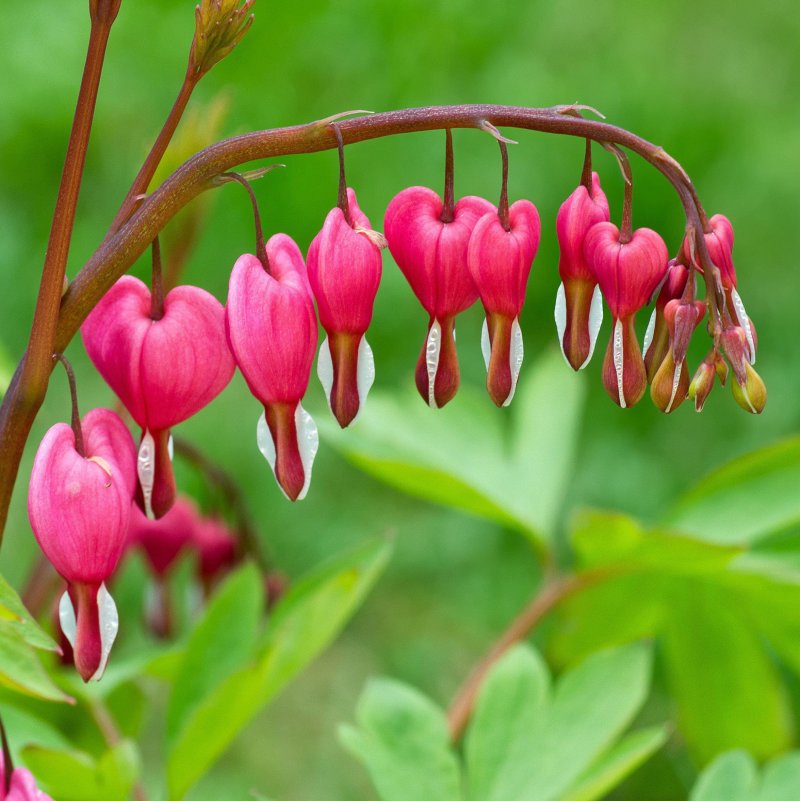 Дицентра великолепная (Dicentra spectabilis)