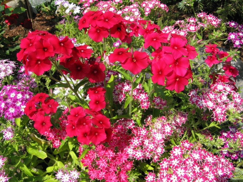Флокс друммонда (Phlox drummondii Hook.)