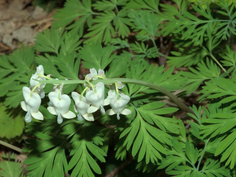 Дицентра canadensis
