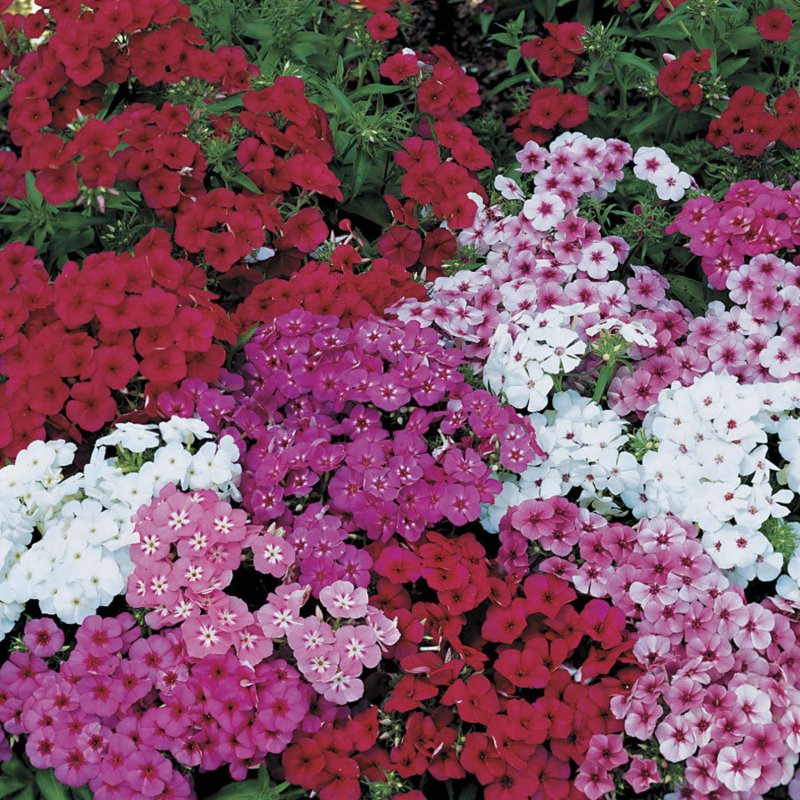Флокс друммонда