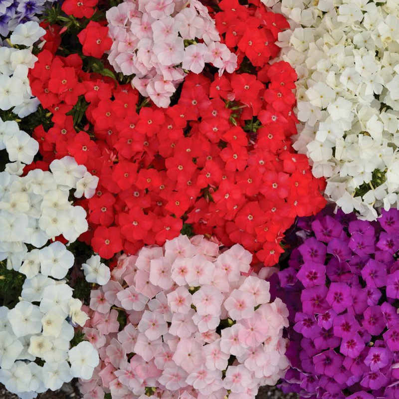 Флокс друммонда арт Шейдс