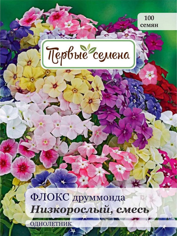 Флокс друммонда крупноцветковый