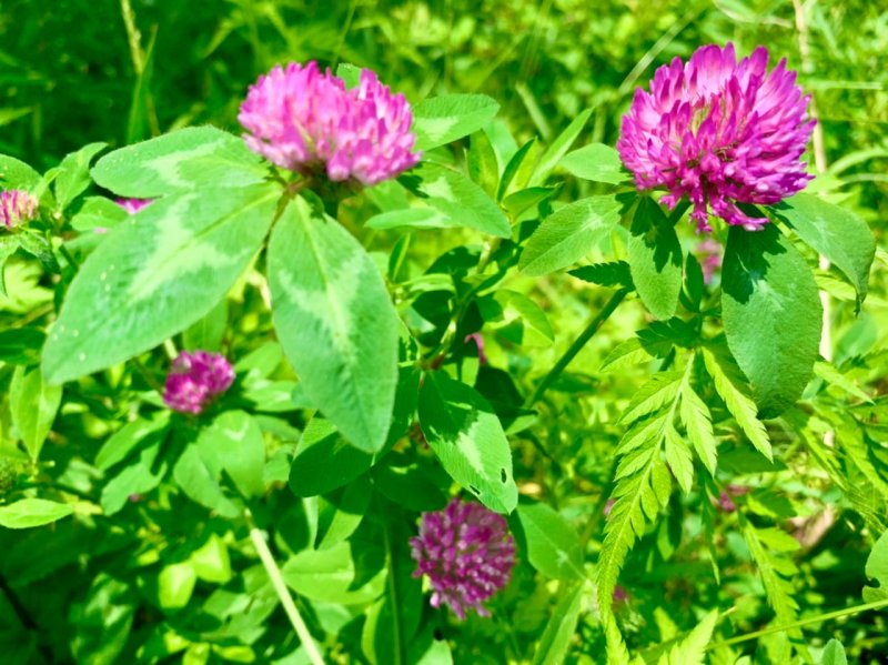 Crimson Clover растение