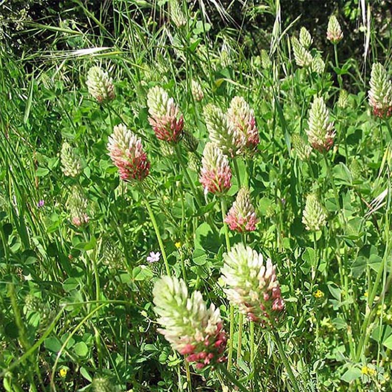 Клевер пунцовый (Trifolium incarnatum)