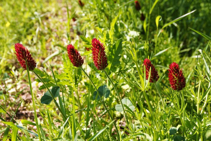 Клевер венгерский Trifolium pannonicum