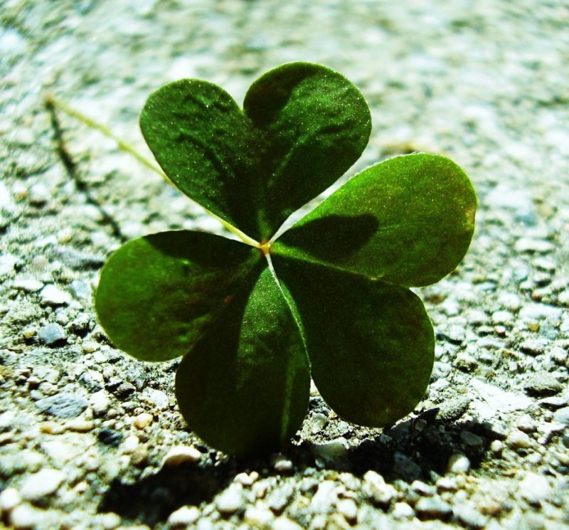Клевер пунцовый (Trifolium incarnatum)
