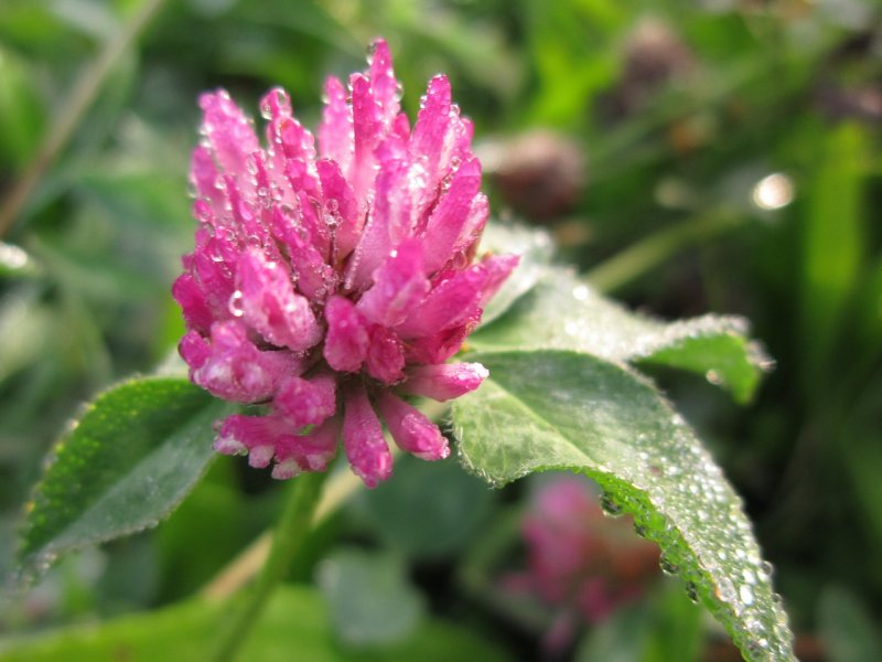Клевер пунцовый (Trifolium incarnatum)