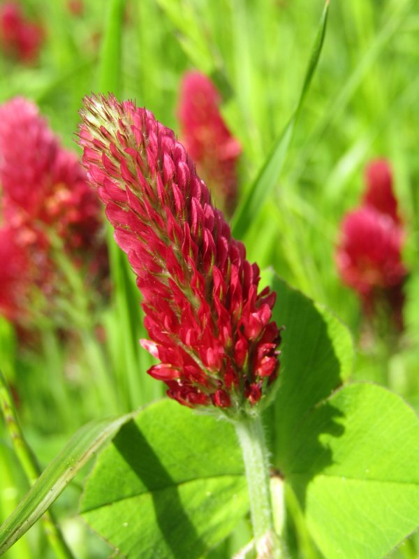 Клевер пунцовый (Trifolium incarnatum)
