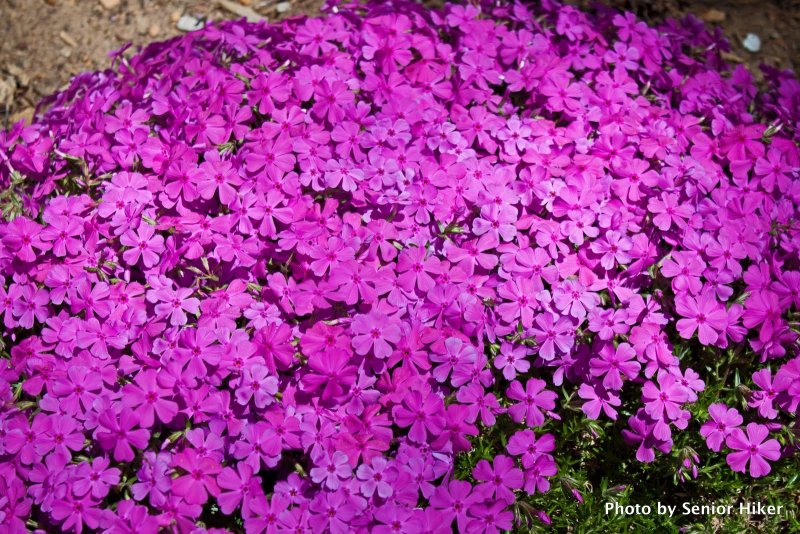 Night Phlox Pixabay