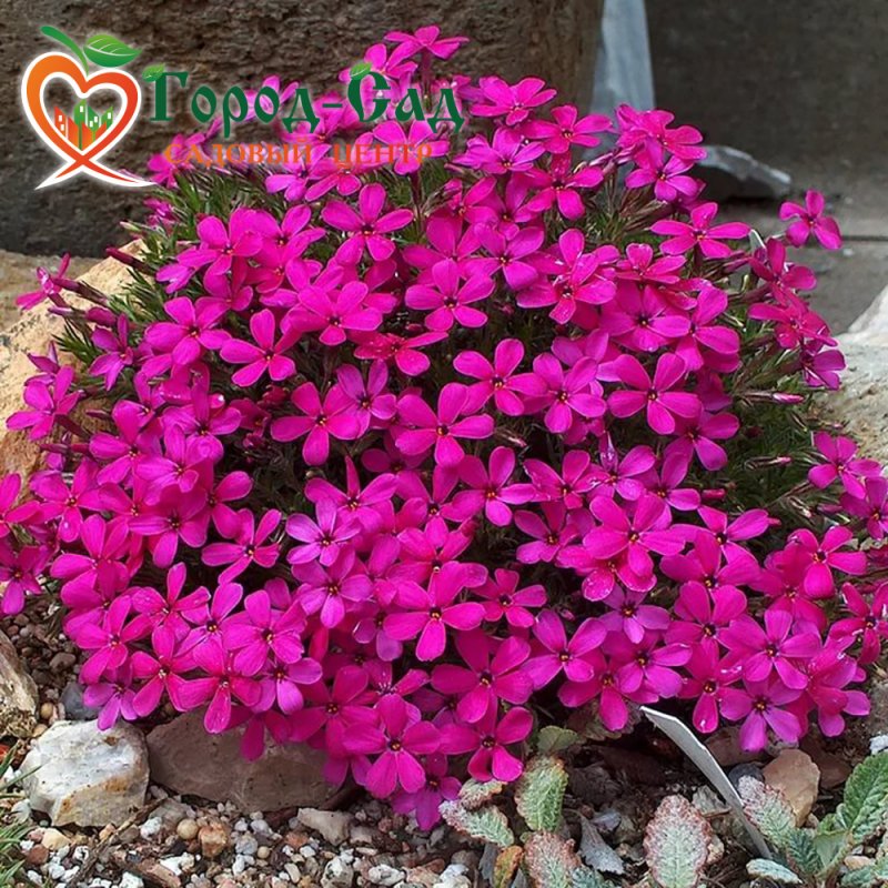 Phlox (s) Emerald Cushion Blue