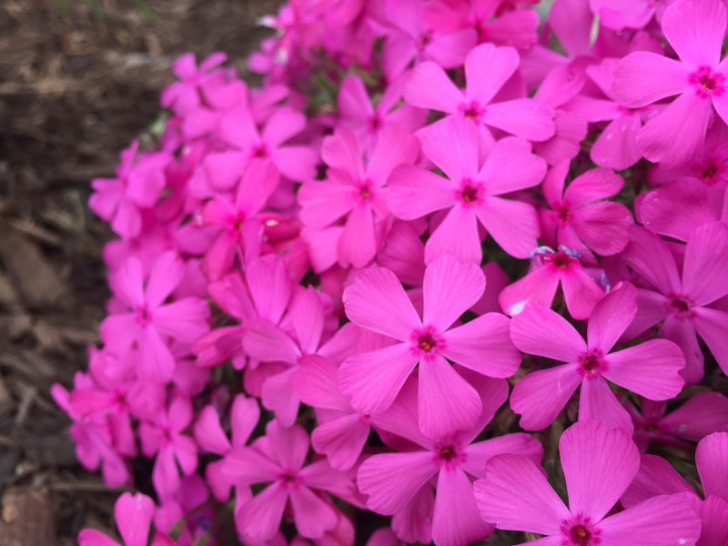 Флокс Phlox subulata Ronsdorfer schöne