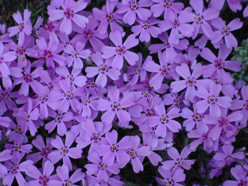 Флокс шиловидный subulata