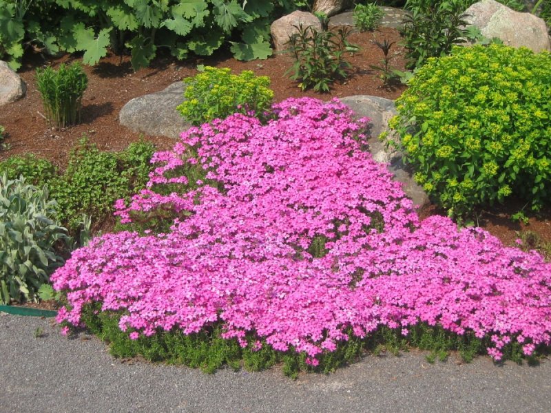 Флокс Phlox subulata Atropurpurea