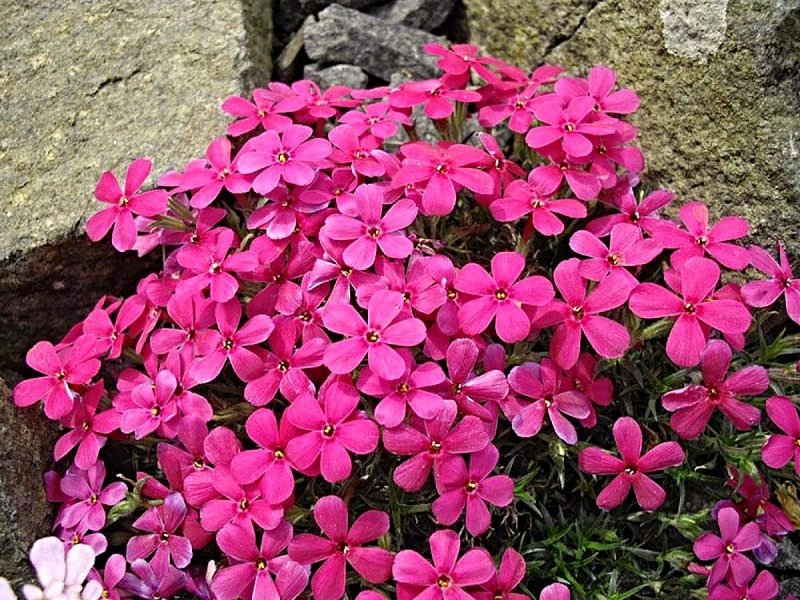 Флокс douglasii