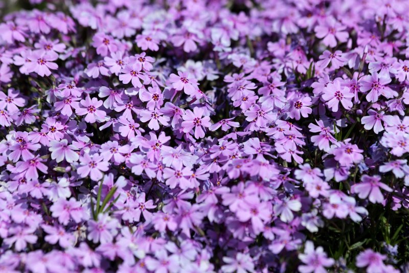 Night Phlox Pixabay