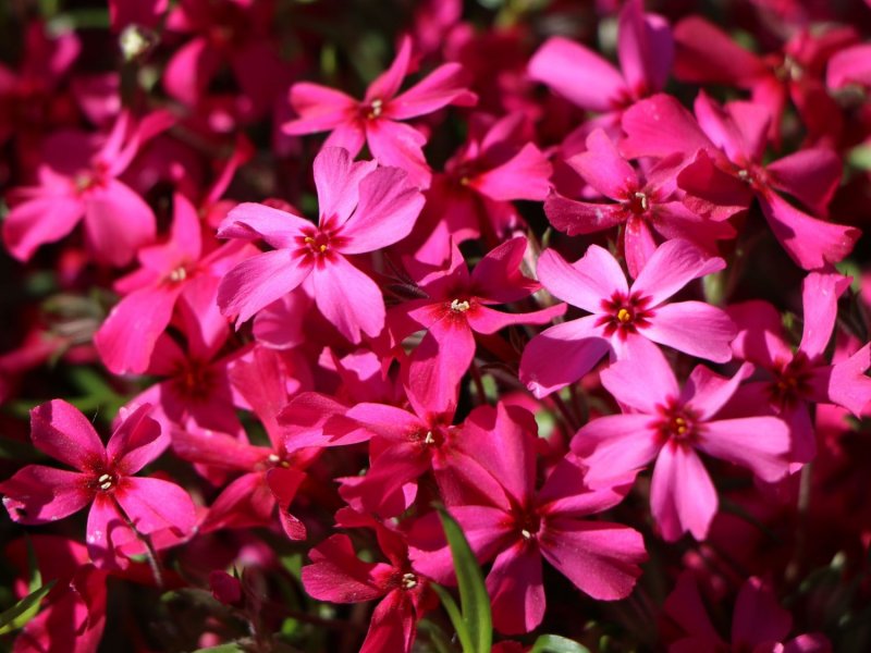Night Phlox Pixabay