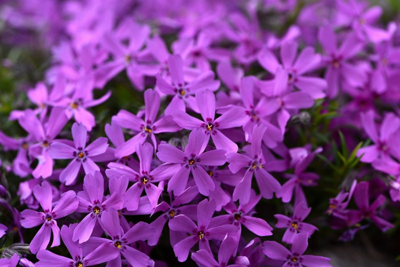 Флокс шиловидный Atropurpurea