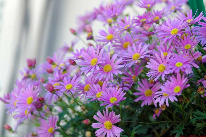 Брахикома Brasco Violet