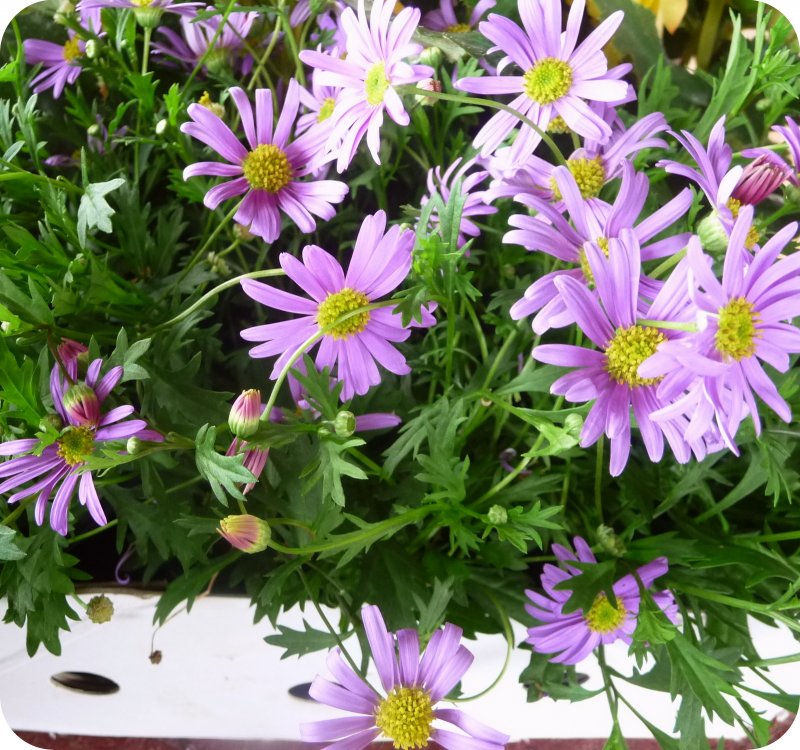 Брахикома Brasco Violet