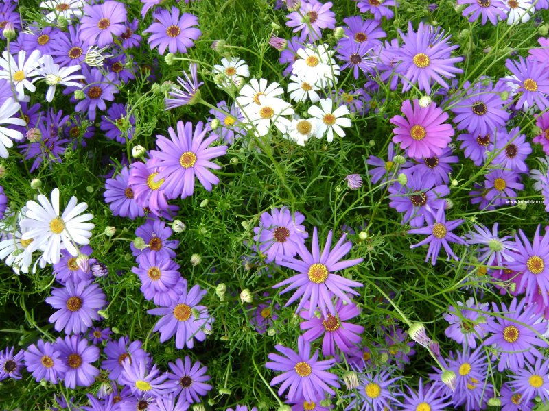 Brachyscome multifida