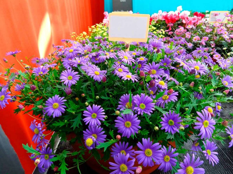 Брахикома Brasco Violet