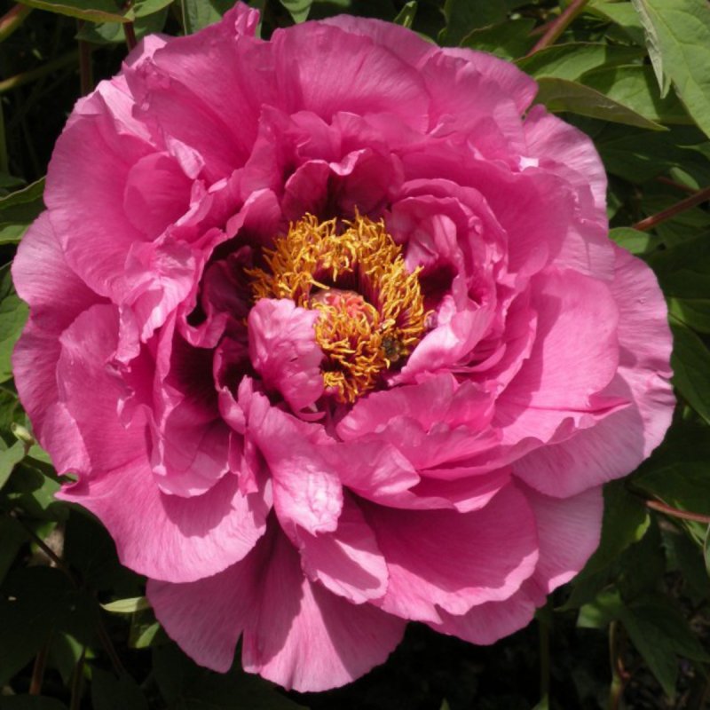 Пион древовидный (Paeonia suffruticosa Yellow c2)