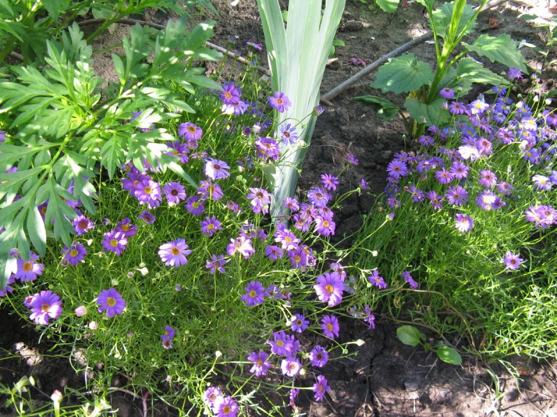 Brachycome iberidifolia Benth