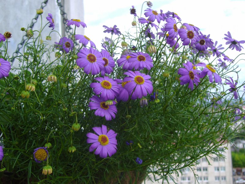 Brachyscome