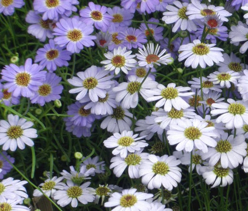 Brachyscome multifida